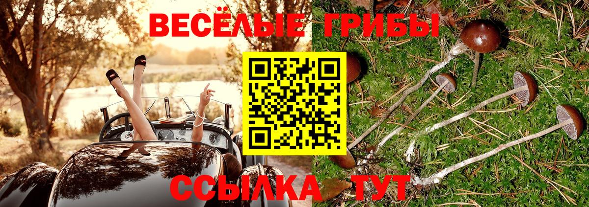 Кубинка  Псилоцибиновые грибы Psilocybine cubensis  Вход с VPN  Псилоцибиновые грибы прущие грибы 